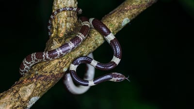 Common Bridal Snak