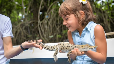 Crocodile Watching