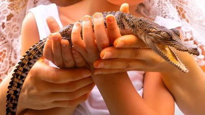 Crocodile Watching