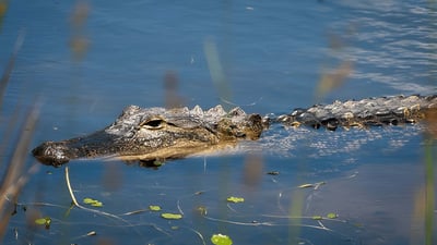 Crocodile Watching