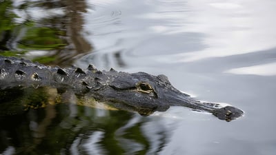 Crocodile Watching