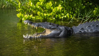 Crocodile Watching