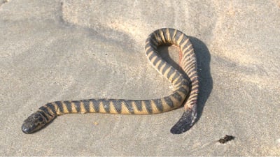 Shaw's Sea Snake