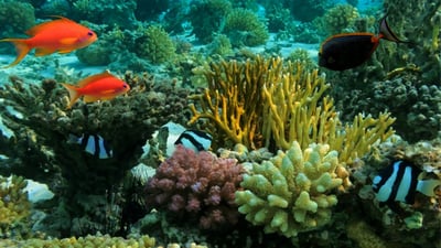 Bar Reef