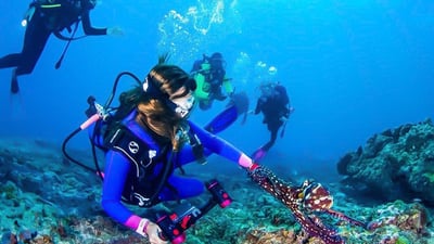 Bar Reef