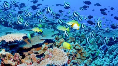 Bar Reef