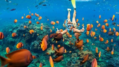 Bar Reef