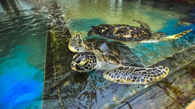 Sea Turtle Farm in Mahamodara