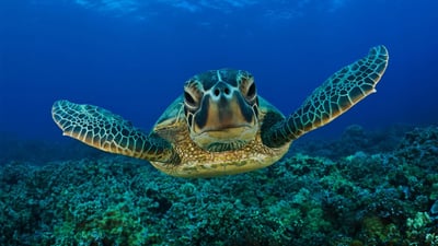 Sea Turtle Farm in Mahamodara