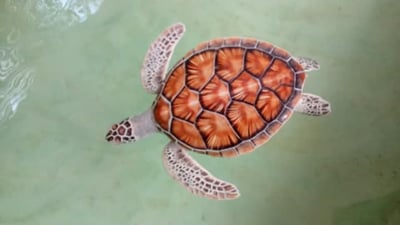 Sea Turtle Farm in Mahamodara
