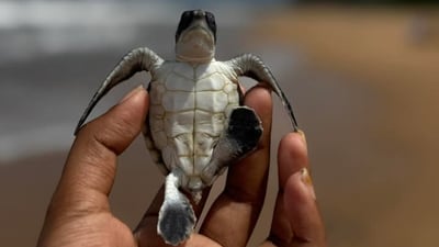 Sea Turtle Farm in Mahamodara