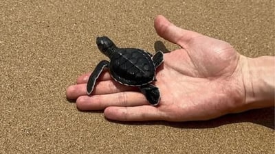 Sea Turtle Farm in Mahamodara