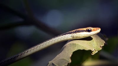 Wickramasinghe's Bronzeback