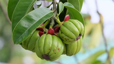 Garcinia Cambogia