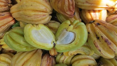Garcinia Cambogia