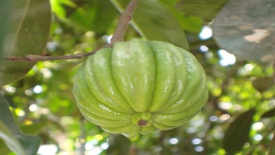 Garcinia Cambogia