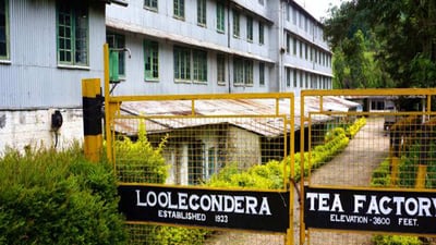 Loolecondera Estate