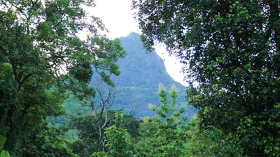 Forest Dwellers Of Rathugala
