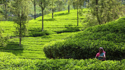 Tea Pluckers