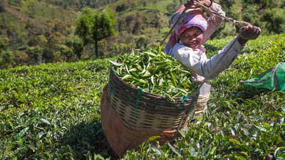 Tea Pluckers