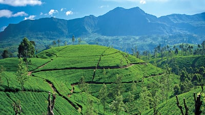 Geragama Tea Factory