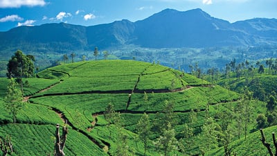 Geragama Tea Factory
