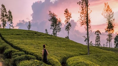 Geragama Tea Factory