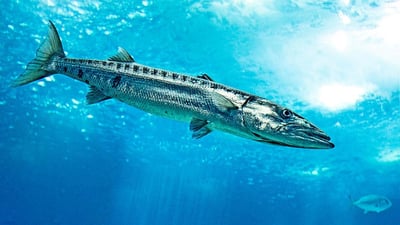 Popular Fish Species