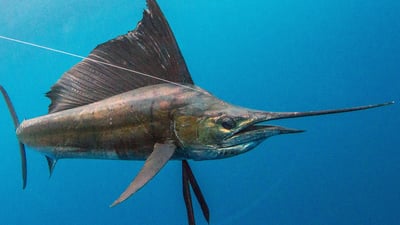 Popular Fish Species
