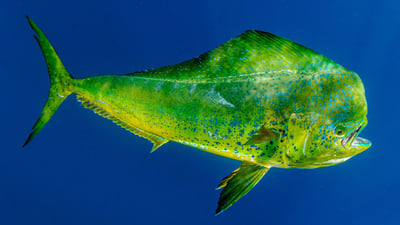 Popular Fish Species