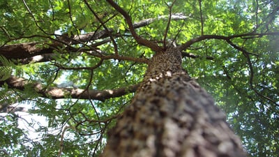 Popham's Arboretum
