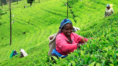 Hanthana Tea Plantations