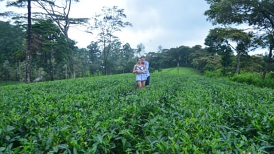 Hanthana Tea Plantations