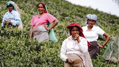 Hanthana Tea Plantations