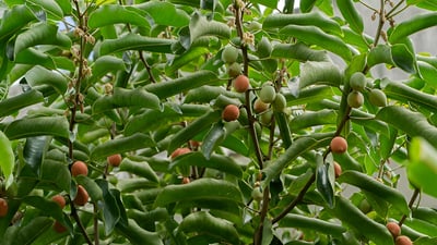 Mimusops elengi (Spanish cherry)