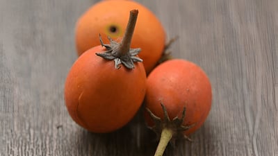 Mimusops elengi (Spanish cherry)