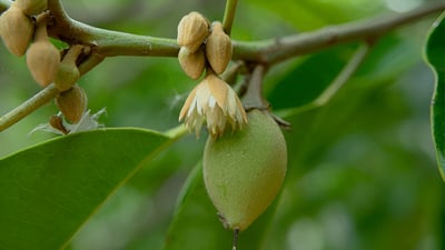 Mimusops elengi (Spanish cherry)