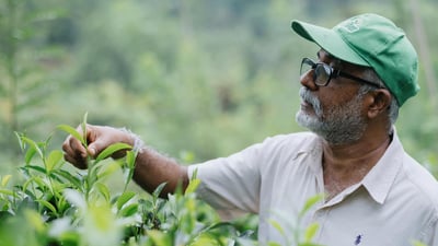 Nandana Tea Factory