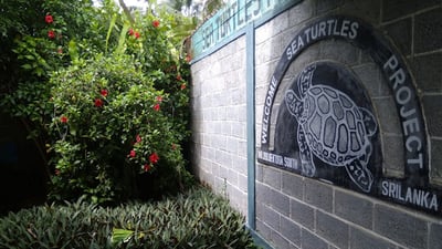 Bentota Turtle Hatchery