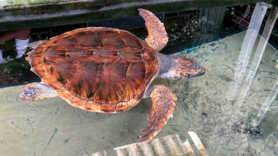 Bentota Turtle Hatchery