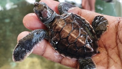 Bentota Turtle Hatchery