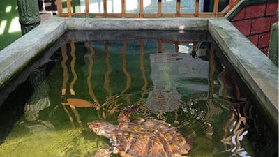 Bentota Turtle Hatchery