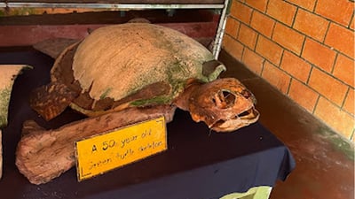 Bentota Turtle Hatchery