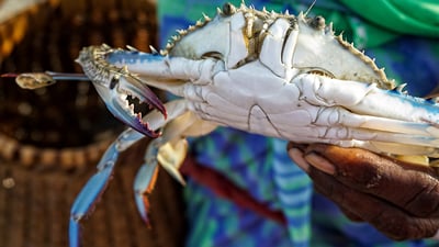 Jaffna Fish market