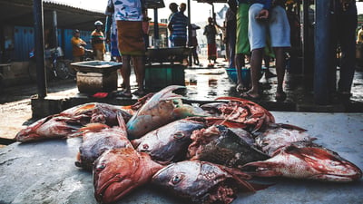 Jaffna Fish market