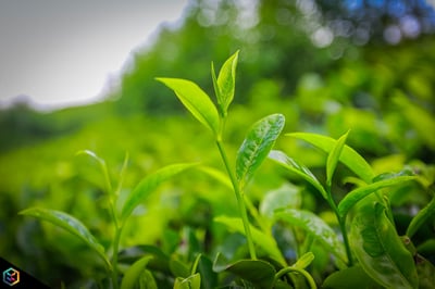 Pilimathalawa Tea Factory