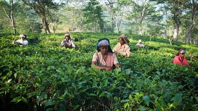 Nilagama Estate