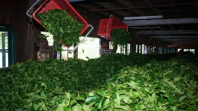 Nilagama Estate