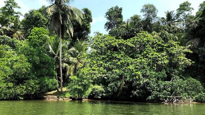 Bentota River
