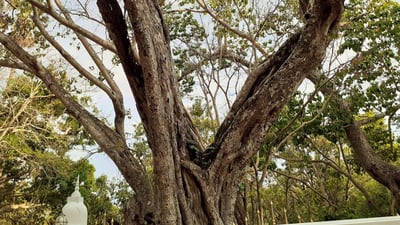 Sri Bodhiraja Forest Hermitage